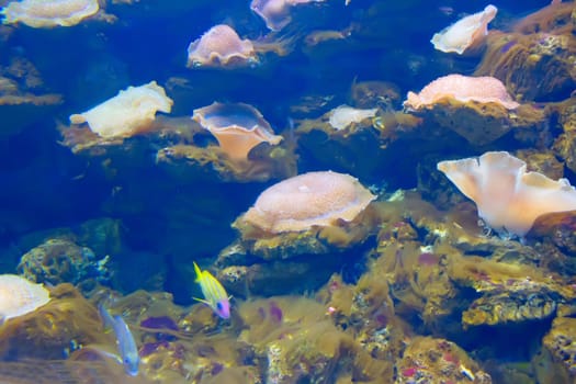 anemonefish in colorful coral