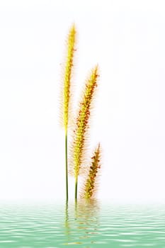 grass isolated on white background