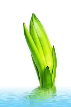 dragon fruit bud