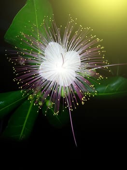purple flower on a black background