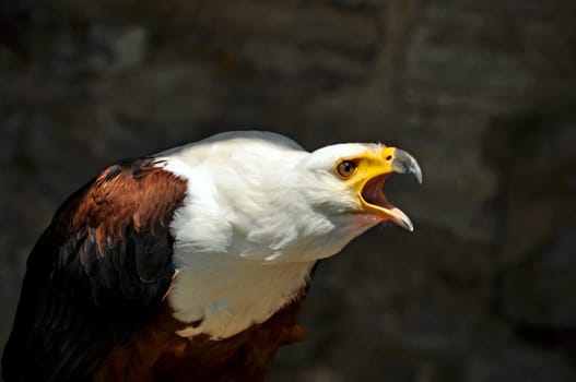 Ice Eagle