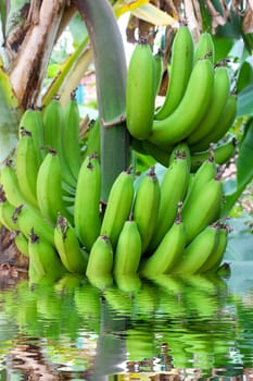 bunch of bananas on the tree