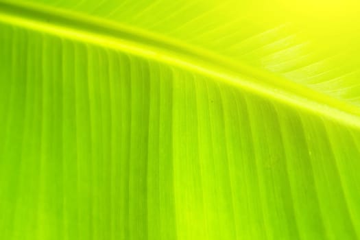 green backlit leaf background