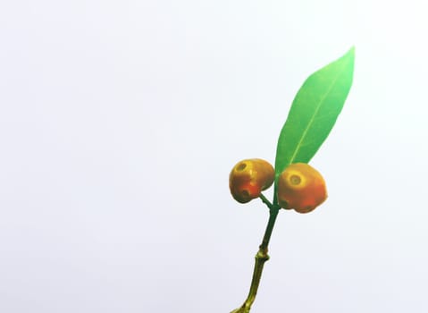 leaf and fruit