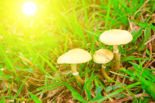 toadstool mushroom in nature