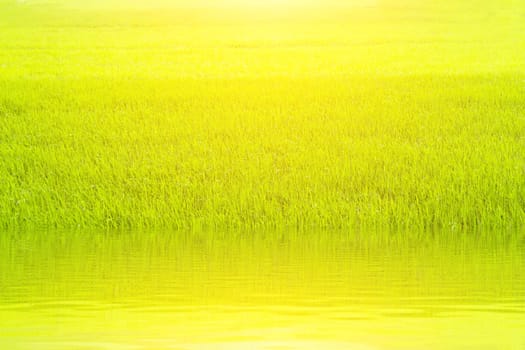 paddy rice in field