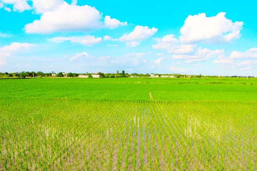 Green field under blue sky