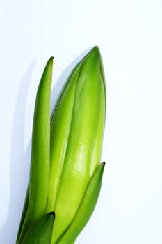 dragon fruit bud