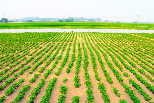Peanuts fields