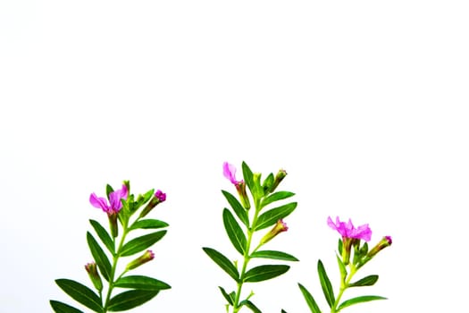 petunia