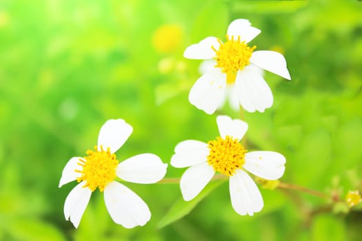 Blossoming tree branch with white flowers