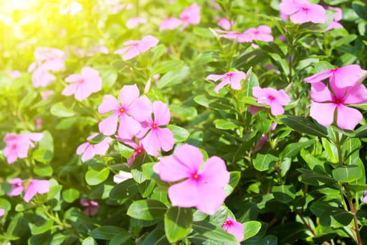 beautiful pink flowers in the garden
