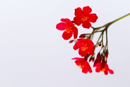 red flowers isolated on white background