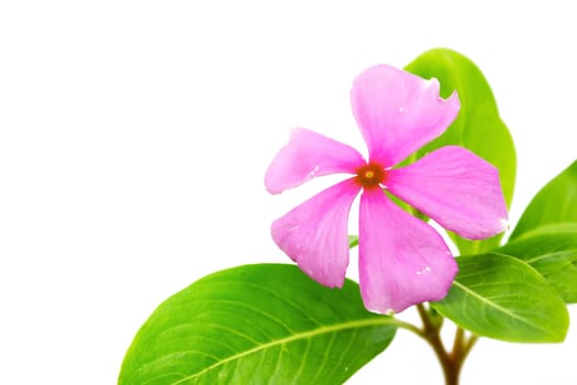 Beautiful pink flower white background