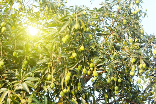 mango on the tree