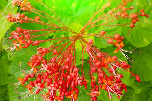 Red flowers on green background