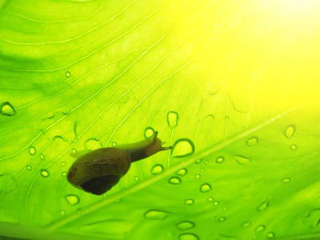 Small brown snail on a green leaf