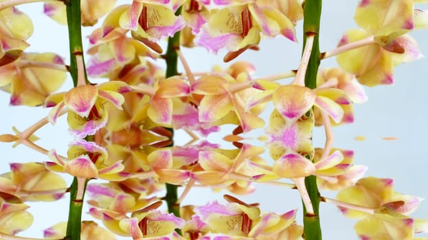 orchid isolated on white background
