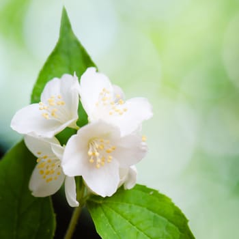 Beautiful flowers of a jasmin, close up. Summer  background