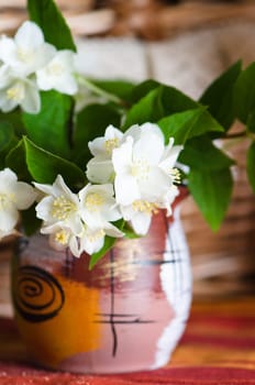 Beautiful flowers of a jasmin, close up. Summer  background