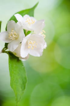 Beautiful flowers of a jasmin, close up. Summer  background