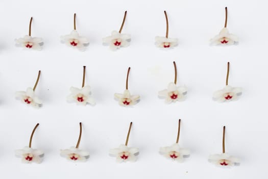 White flower isolated on white background