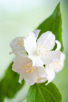 Beautiful flowers of a jasmin, close up. Summer  background