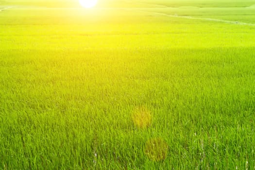 green rice paddies