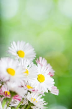 Beautiful daisy flowers, close-up. Summer background