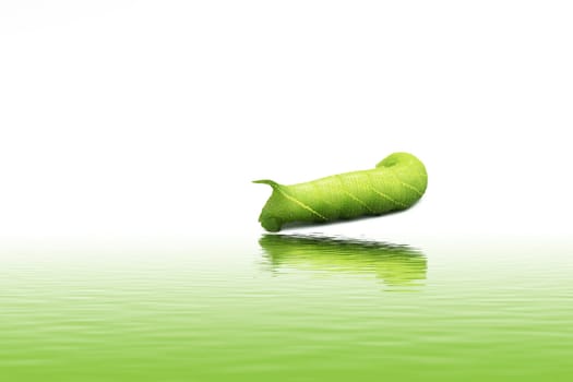 A close up of the green caterpillar