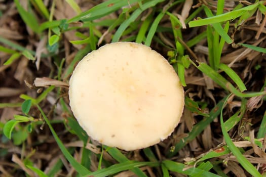 One mushroom in park close-up