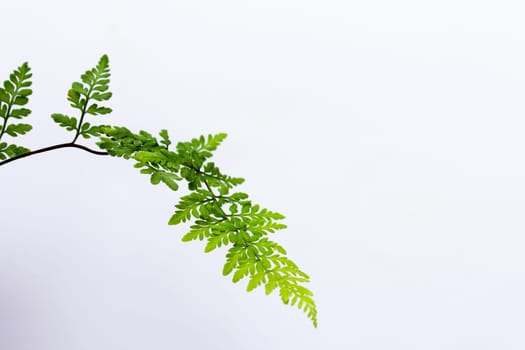 green leaf isolated on a white background