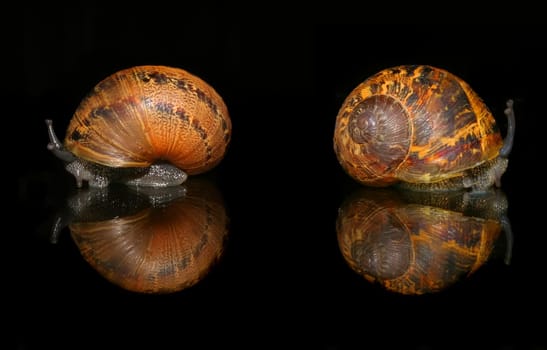 Snail against black background