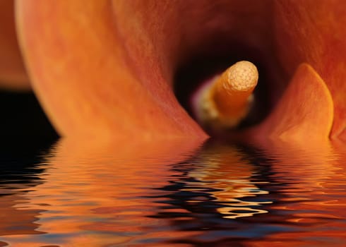orange flower isolated