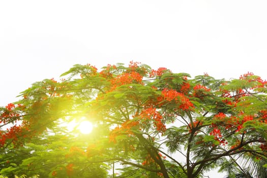red flower blooming