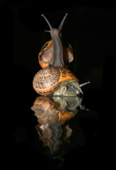 Snail against black background