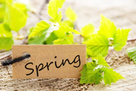 a natural looking label with green leaves and wood as background