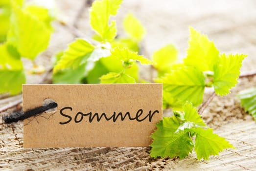a natural looking label with green leaves and wood as background