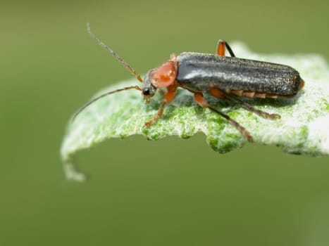 Soldier-Beetle