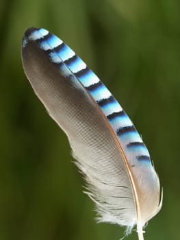 Illustration contour feather - jay