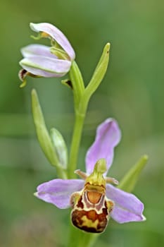 Bee orchid (Ophrys apifera) on the Dörnberg