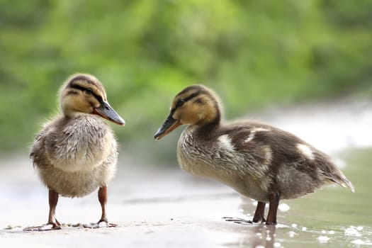 Ducks