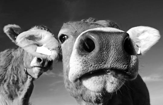A big cow nose