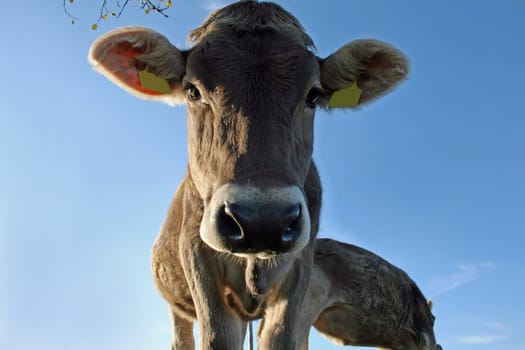 A curious calf