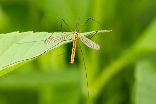 Mosquito sitting on the leaf over a green background
