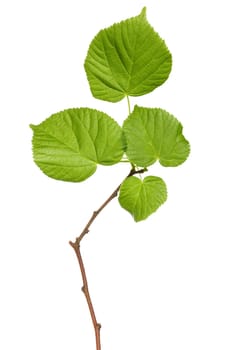 Tree branch with leaves, isolated on the white background