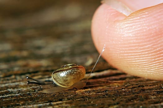 Big Finger - Small Snail