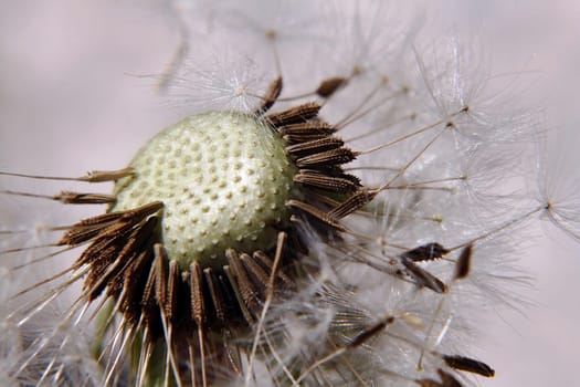 Close-up of a dandelion
