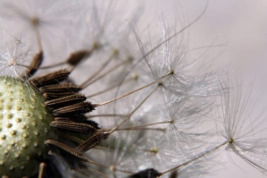 Close-up of a faded dandelion