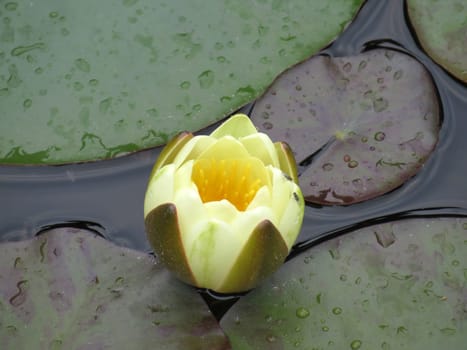 yellow water lily - Nymphaea